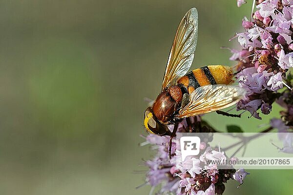 Hornet hoverfly on dost