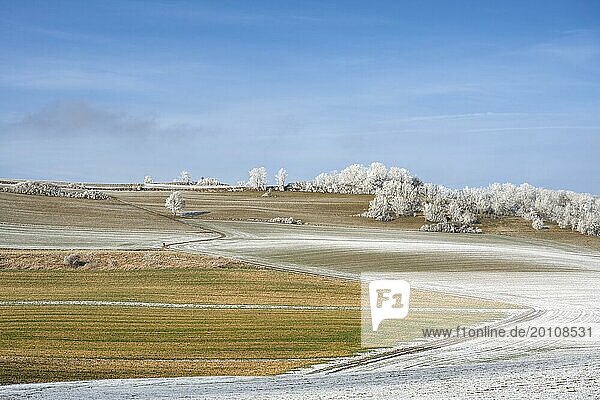 Winter landscape Fields  trees and meadows covered with snow and hoar frost  Hegau  Constance district  Baden-Württemberg  Germany  Europe