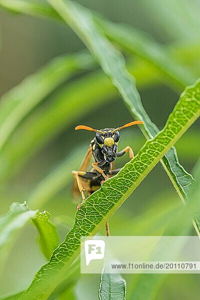Gallic field wasp collecting nectar  european paper wasp (Polistes dominula)  columnar deciduous tree (Frangula alnus FINE LINE)  regurgitation  regurgitation of a food droplet