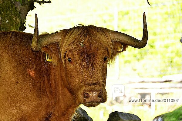 Scottish Highland cattle (Bos taurus)  animal portrait  Scotland  Great Britain
