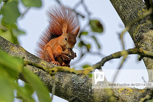 Squirrel in the walnut tree