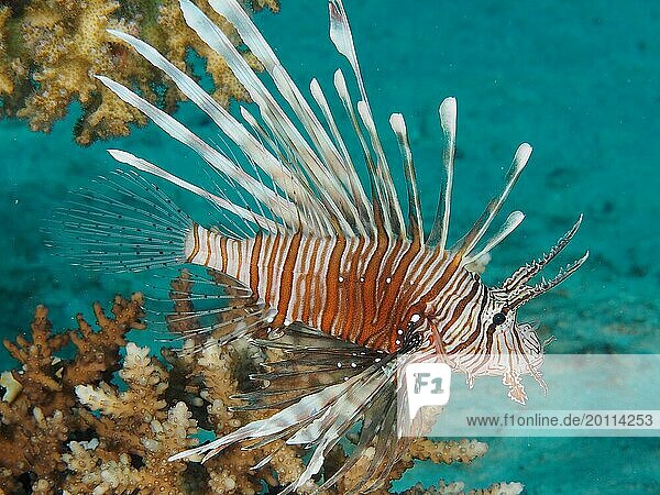 Pacific red lionfish (Pterois volitans)  dive site House Reef  Mangrove Bay  El Quesir  Red Sea  Egypt  Africa