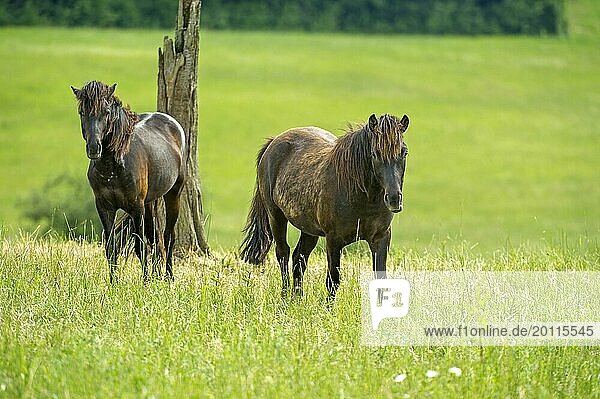 Domestic horses (Equus caballus) in front of tree stump on pasture  hill  Nidda  Hesse  Germany  Europe