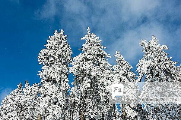 Winter im Riesengebirge bei Janske Lazne  Tschechien  Europa