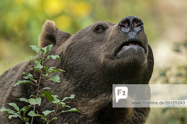 Brown bear (Ursus arctos)  portrait  captive  Bavaria  Germany  Europe