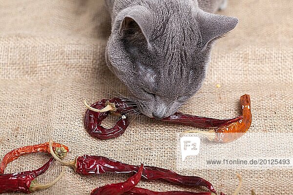 Katze versucht Chilischoten zu fressen