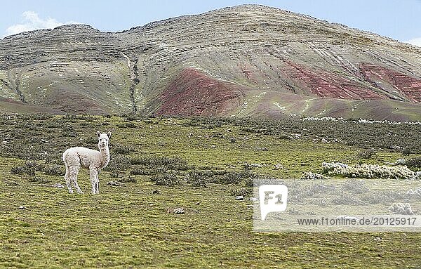 Alpaka (Vicugna pacos) steht auf einer Wiese im Andenhochland  hinten die Cordillera de Colores oder Regenbogenberge in Palccoyo  Distrikt Checacupe  Provinz Canchis  Region Cusco  Peru  Südamerika