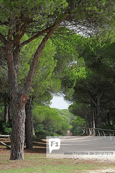 Pines in the Parque Natural de la Breña Spain