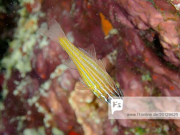 Goldstreifen-Kardinalbarsch (Apogon cyanosoma)  Tauchplatz Hausriff  Mangrove Bay  El Quesir  Rotes Meer  Ägypten  Afrika