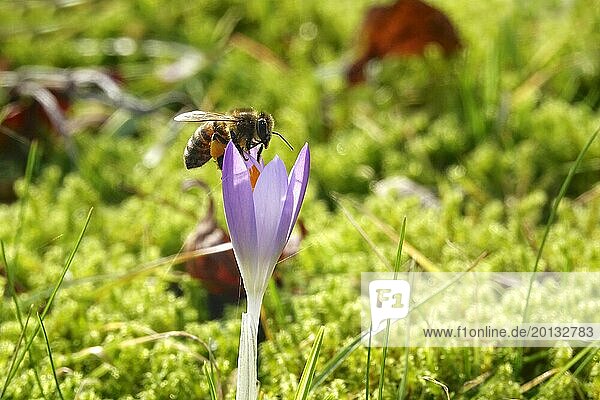 Crocus blossom with bee  February  Germany  Europe