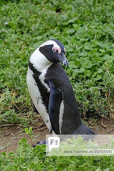 African penguin  penguin  Stony Point Penguin Colony  Bettys Bay  Garden Route  Western Cape  South Africa  Africa