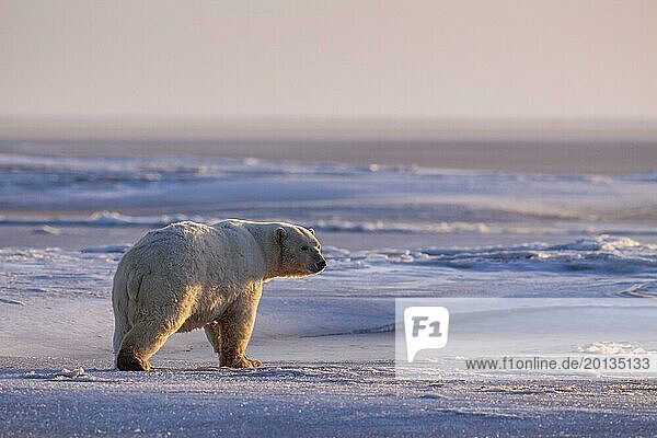 Polar bear (Ursus maritimus)  walking in the snow  evening light  Kaktovik  Arctic National Wildlife Refuge  Alaska  USA  North America