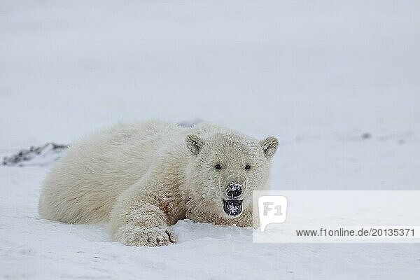 Polar bear (Ursus maritimus)  young playing in the snow  Kaktovik  Arctic National Wildlife Refuge  Alaska  USA  North America