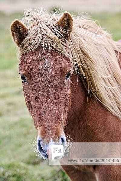 Icelandic Horse (Equus caballus) portrait  Iceland  Europe