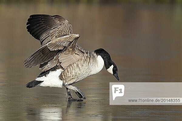 Canada goose (Branta canadensis) adult bird on a frozen lake in winter  England  United Kingdom  Europe