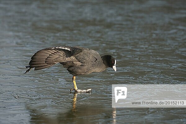 Coot (Fulica atra) adult bird stretching its wing on a frozen lake  England  United Kingdom  Europe