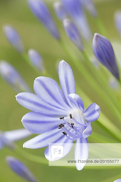Agapanthus africanus with shallow depth of field