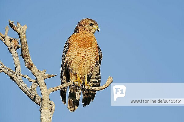 Red-shouldered Hawk (Buteo lineatus)  Everglades National Park  Florida  USA  North America