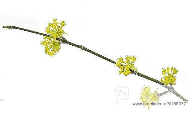 Branch with blossoms of a cornelian cherry
