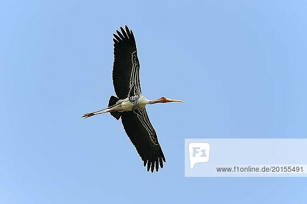 Colourful stork (Mycteria leucocephala  Ibis leucocephalus)  flying  Keoladeo Ghana National Park  Rajasthan  India  Asia