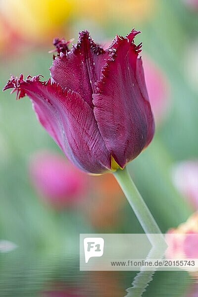 Tulpe im Beet mit geringer Schärfentiefe