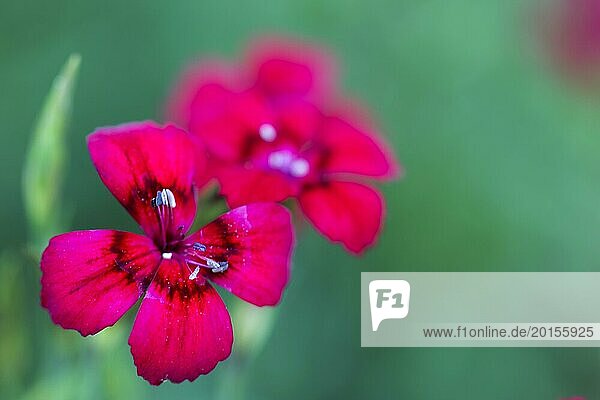 Carnation (Dianthus Deltoides) with low DOF