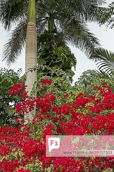Red bougainvillea in front of a royal palm