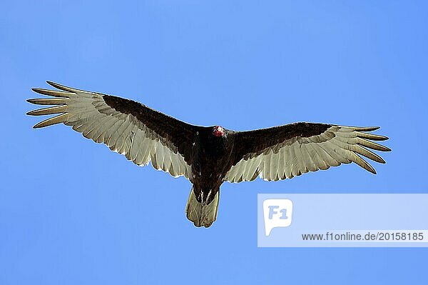 Turkey vulture (Cathartes aura)  flying  Everglades National Park  Florida  USA  North America