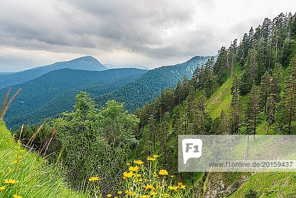 Blick auf einen dicht bewaldeten Berghang mit einer Wiese voller gelber Blumen im Vordergrund  Herzogstand  Bayern