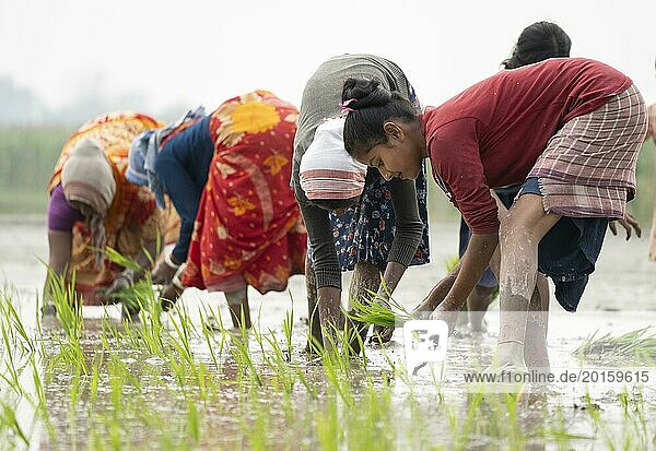 Morigaon  Indien. 20. Februar 2024. Frauen pflanzen am 20. Februar 2024 in Mayong  Indien  Reissetzlinge auf einem Reisfeld. Der Reisanbau trägt zur Ernährungssicherheit in Indien bei  indem er eine stabile Versorgung mit diesem wichtigen Nahrungsmittel gewährleistet  Asien