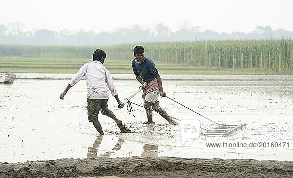 Morigaon  India. 20 February 2024. Farmers plough land before plant rice saplings in a paddy field on February 20  2024 in Mayong  India. Rice cultivation contributes to food security in India by ensuring a stable supply of this essential food grain
