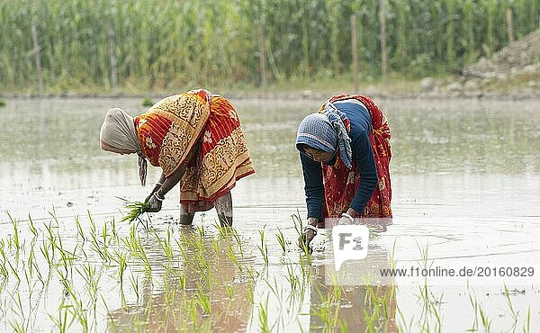Morigaon  India. 20 February 2024. Women plant rice saplings in a paddy field on February 20  2024 in Mayong  India. Rice cultivation contributes to food security in India by ensuring a stable supply of this essential food grain