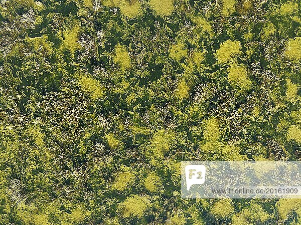 Detail des Sumpfgebiets bei Sanlúcar de Barrameda. Luftaufnahme. Drohnenaufnahme. Provinz Cádiz  Andalusien  Spanien  Europa