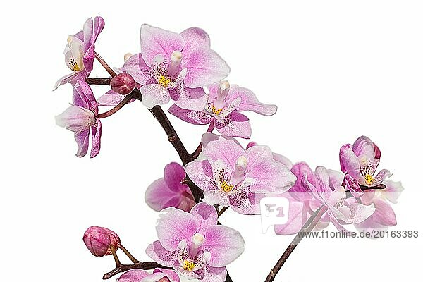 Schöne Orchideen in verschiedenen Farben auf weißem und grauem Hintergrund. Phalaenopsis Hybriden. Nahaufnahme