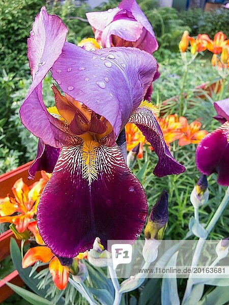 Irisblüte mit Wassertropfen im Garten
