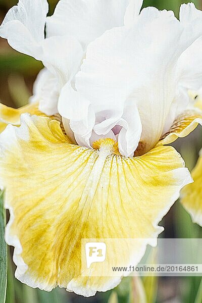 Schöne bunte Iris Blume blühen im Garten. Close up  Zerbrechlichkeit und Sommer Konzept