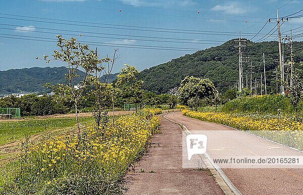 Ein sonniger Fahrradweg auf dem Land mit gelben Blumen und Bergen im Hintergrund in Daejeon  Südkorea  Asien