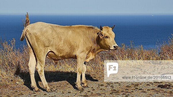 A cow stands on a cliff overlooking the sea and casts a clear shadow  farm animals  Mani Peninsula  Peloponnese  Greece  Europe