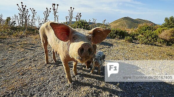 A sow with her piglet in a sunny meadow  farm animals  Mani Peninsula  Peloponnese  Greece  Europe