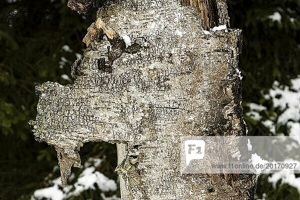 Bark of a dead  decaying silver birch tree  Betula pendula  shaped like an animal head  photographed in winter  in the Sapina Valley near the Str?gielek village in the Pozezdrze Commune of the Masurian Lake District. W?gorzewo County  Warmian-Masurian Voivodeship  Poland  Europe