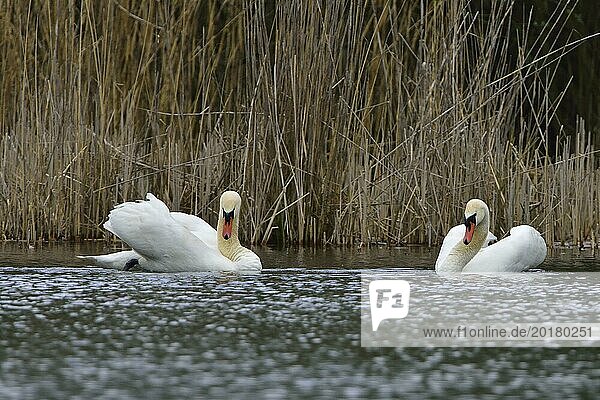 Mute swan in love on a lake. Höckerschwäne während der Balz