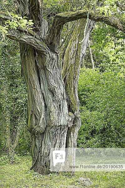 Korkenzieher-Robinie (Robinia pseudoacacia 'Tortuosa')  Schlosspark Prillwitz  Anchers Havecenter  Przelewice  Westpommern  Polen  Europa