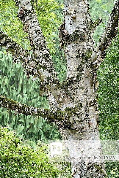 Erman's birch (Betula ermanii)  Botanical Garden  Munich  Bavaria  Germany  Europe