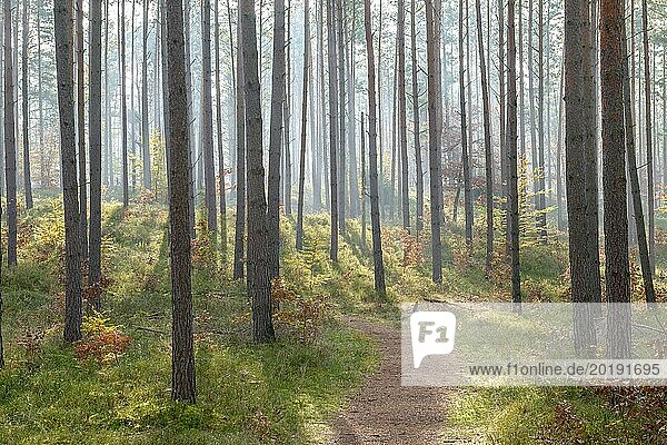 Pine forest  Scots pine (Pinus sylvestris)  Serrahn beech forest nature reserve  Serrahn  Mecklenburg-Western Pomerania  Germany  Europe