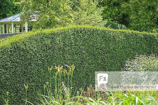 Abendländischer Lebensbaum (Thuja occidentalis 'Brabant')  Schlossgärten Arcen  Arcen  Limburg  Niederlande  Europa