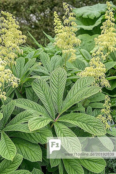 Schaublatt (Rodgersia aesculifolia)  Lanhydrock House & Garden  Bodmin  England  Großbritannien  Europa