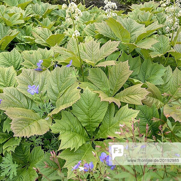 Stalked show leaf (Rodgersia podophylla)  Lanhydrock House & Garden  Bodmin  England  Great Britain