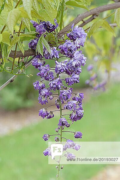 Japanese blue rain (Wisteria floribunda 'Violacea Plena')  Saxon State Office for Environment  Agriculture and Geology  Germany  Europe
