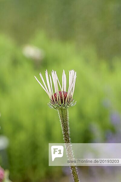 Prairie hogweed (Echinacea pallida)  University of Agricultural Sciences  Alnarp  Skane län  Sweden  Europe