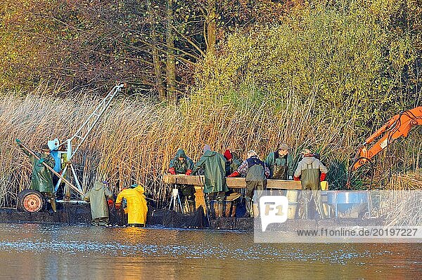 Fischer beim Abfischen eines Teiches  in der Oberlausitz. Fishermen netting fish a pond in Upper Lusatia